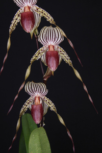 Paph. Lady Booth Sunset Valley Orchids II HCC 76 pts.